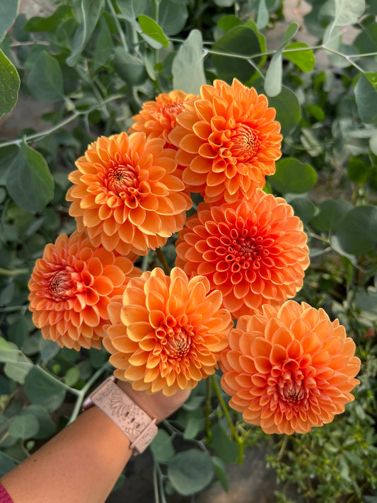 How to divide and store Dahlias